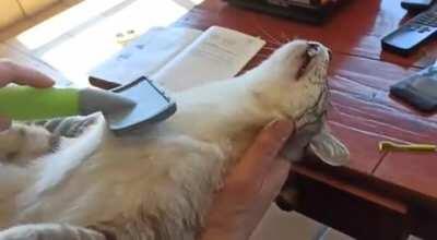 My lazzy cat know what mean 