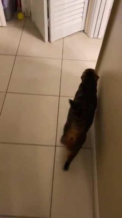 Every morning when she hears the baby awake she makes sure she lets me know it’s time to get him.