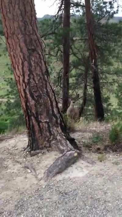 I played peekaboo with a deer