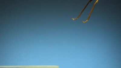 Insects take-off in slow motion!