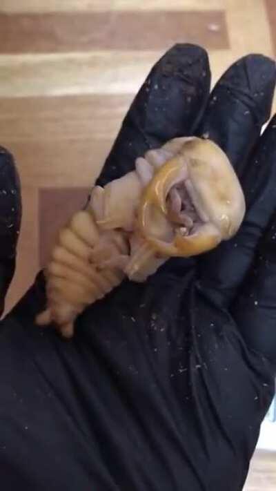 🔥 The size of this Stag Beetle Pupa
