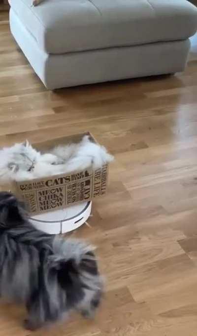 Make roomba for the Persian King of Kings