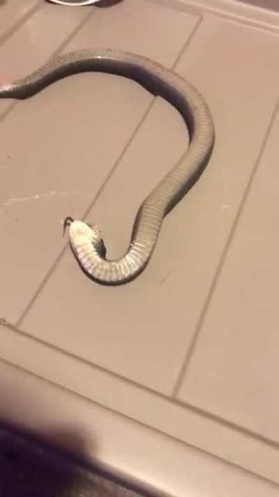 SnAke BrUtAlLy SpEarEd tO dEaTh bY cAvEmAn