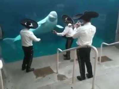 Mariachis en Connecticut, EEUU