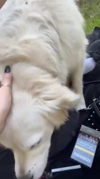 Fluffy jerk comes for a visit during a picnic