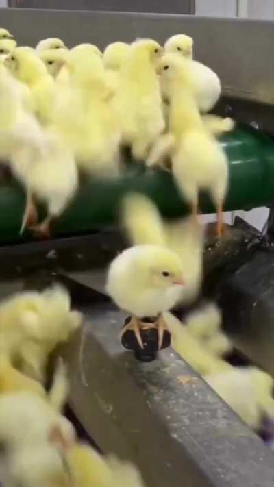 he is the chosen one