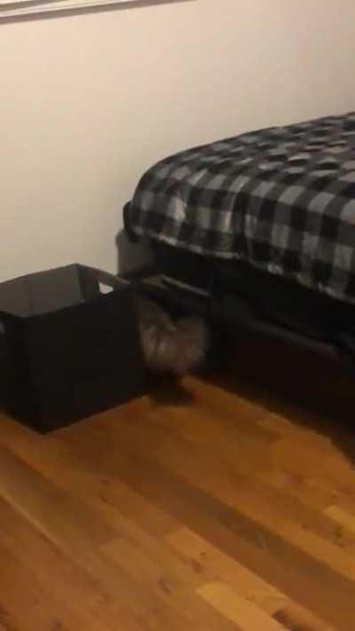 At midnight every night, my cat gets a mad hankering for greebles