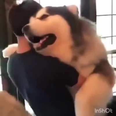 Fluffy puppy malamute cuddle time