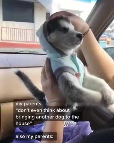 Parents and pets cute love story