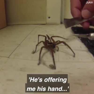 On the one hand, adorable on the other hand, spider