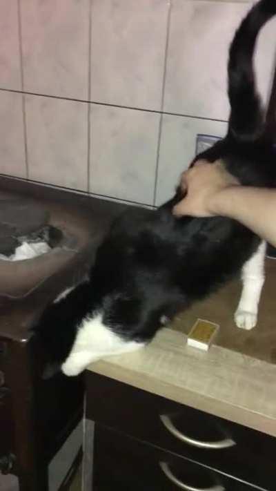 My cat enjoying butt scratches