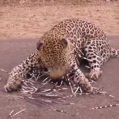 to eat a porcupine without making a mess
