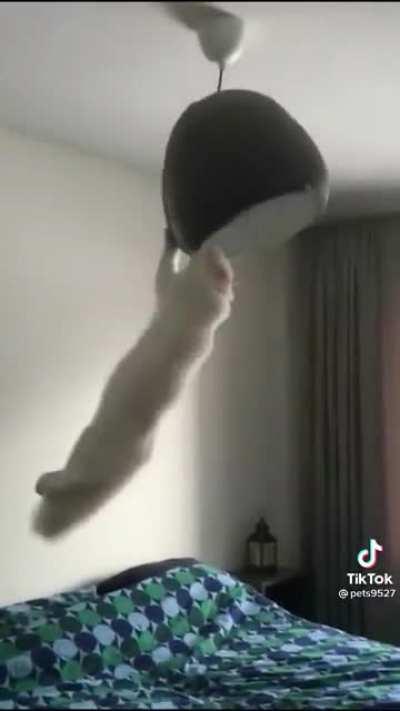 Not my cat, not my video but it still hurts my soul