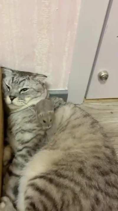 He has already gone through life and learned Zen.