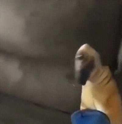 Blursed_dog