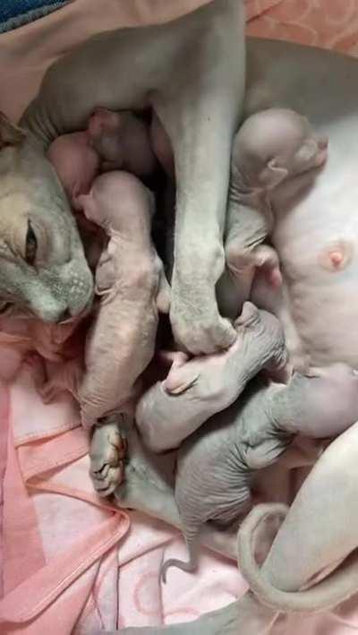 A Sphynx cat and it's babies.