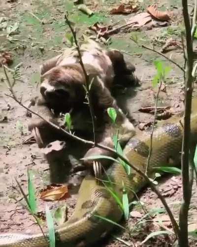 A giant anaconda and a rude sloth cross paths