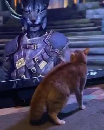 Khajit is innocent of this crime