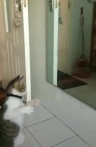 Eye of the Kitty Cat