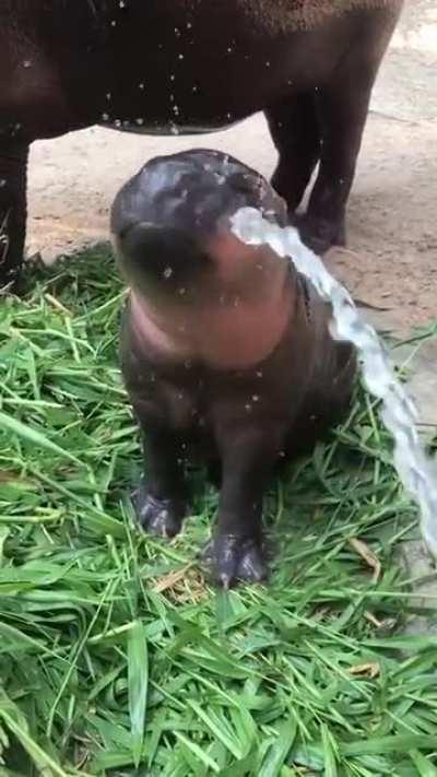 SicK FucK piSSeS On INNOCEnT ANimal