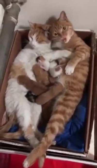 The most adorable kitty family you will ever see.