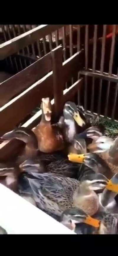 I accidentally drank a bottle of invisible ink last night. I’m in the ICU now, waiting to be seen.