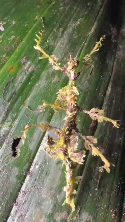 🔥 Weird stick insect mimics the epiphytic mosses in its natural habitat