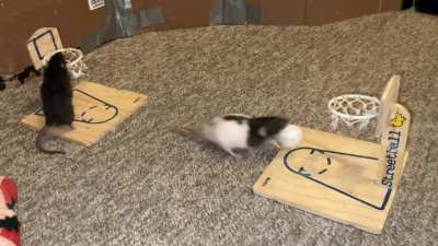 My smart dwarf rats Jellybean (black) and Toast (black and white) playing vs basketball together!