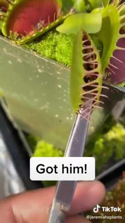 A slow death for This Cock sucker