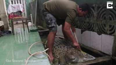 Do croc brushies fit in here?