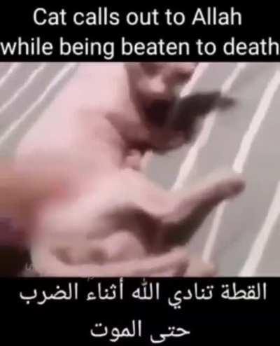 Swag inducing feline