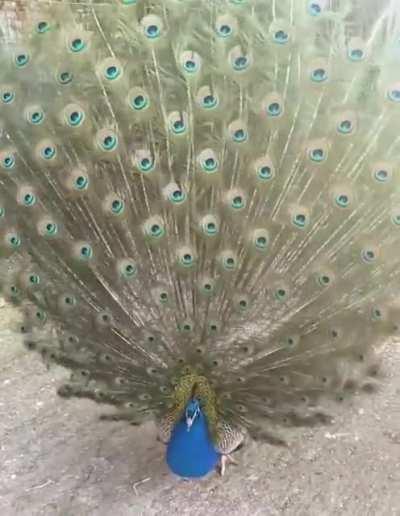 A peacock unfurling its mesmerizing feathers