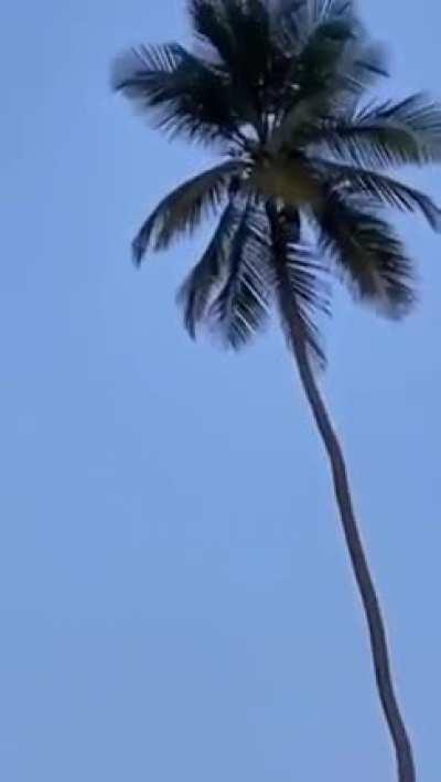 HMRB while i'll climb this tallest tree