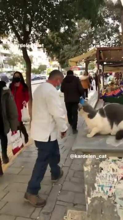 Cat scratching the on going peoples