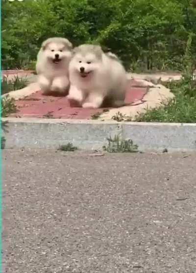 The Ultimate Goofball...