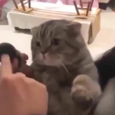 Introducing The Catphone