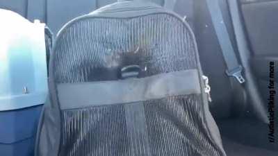 I trapped the cat. How long before she escape and end me?