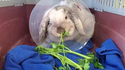 Even a cone cannot keep her from her greens