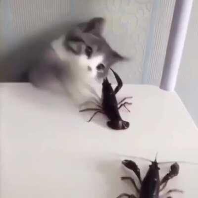 Touch tha shellfishy