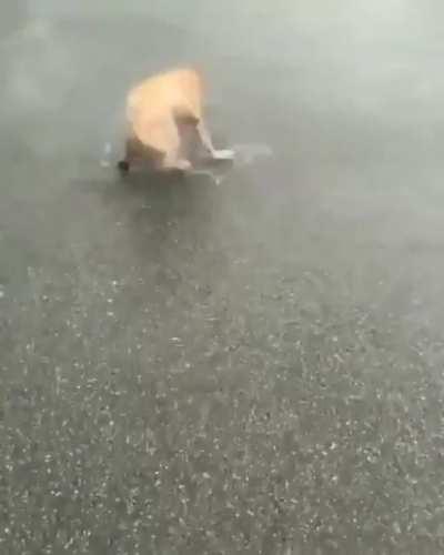 Water Loving Doggo.