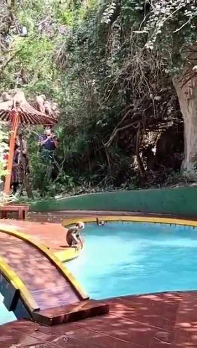 Monkeys living their best life