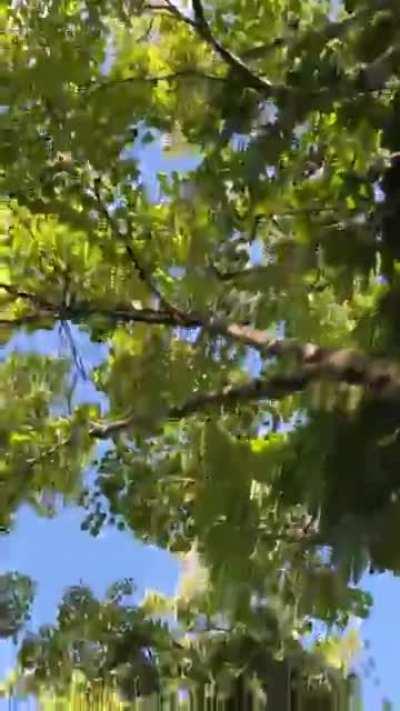 Passing trees in Hawaii