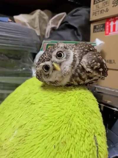 I keep losing the staring contest!