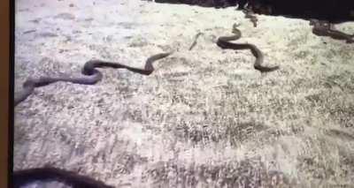 Why yall aint tell me planet earth was this good