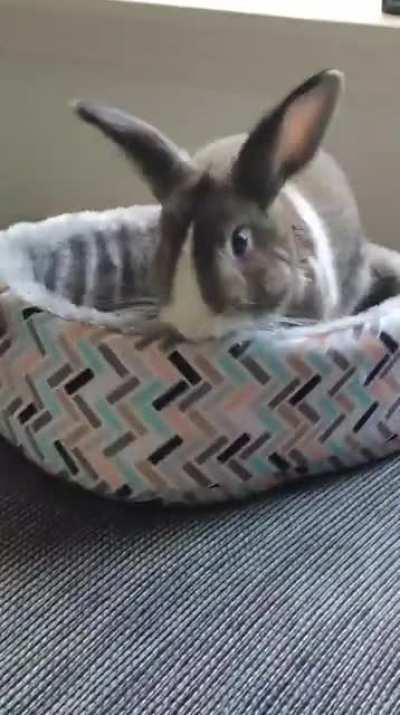 Bought them a new bed, Bailey is already in destruction mode :')