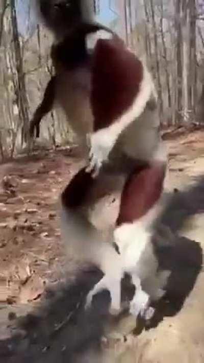 Sifakas have trouble walking on all fours, so they get about like this
