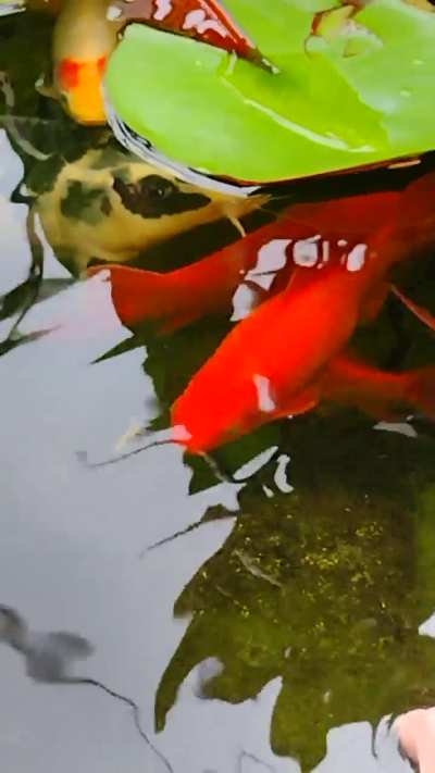 Too Camera Shy to Pet