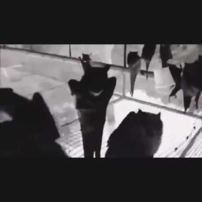 Bats enjoying Saturday night