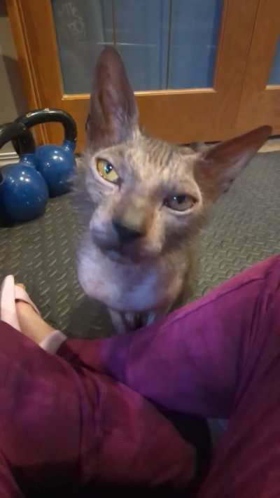 If I purr louder will you pet me??