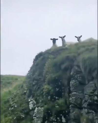 The Council of Water Sheep is always watching!